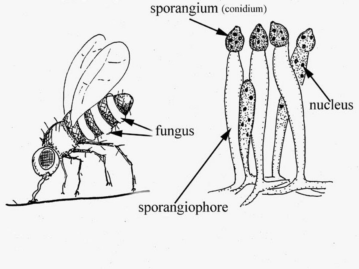 Представитель Семейства Entomophthoraceae